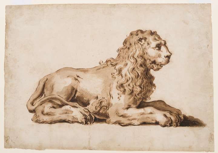 A Seated Lion